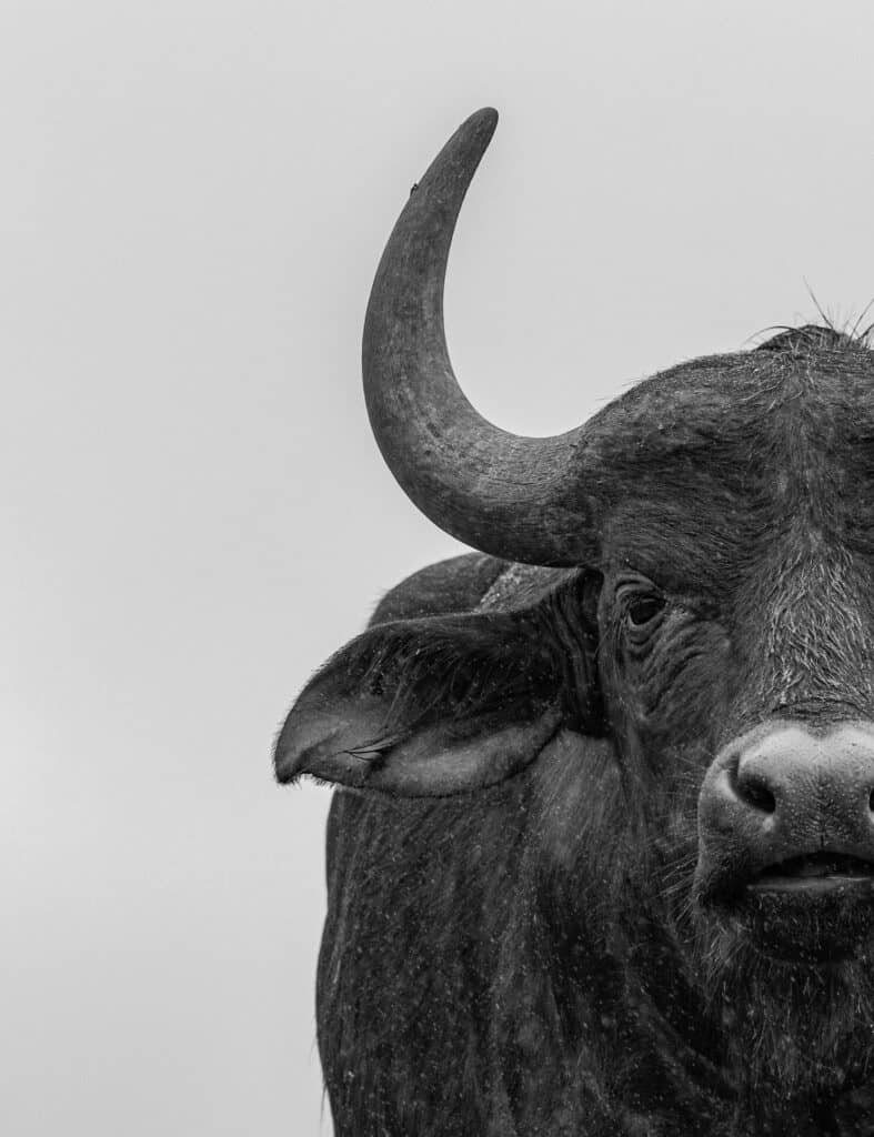website bouwen buffalo